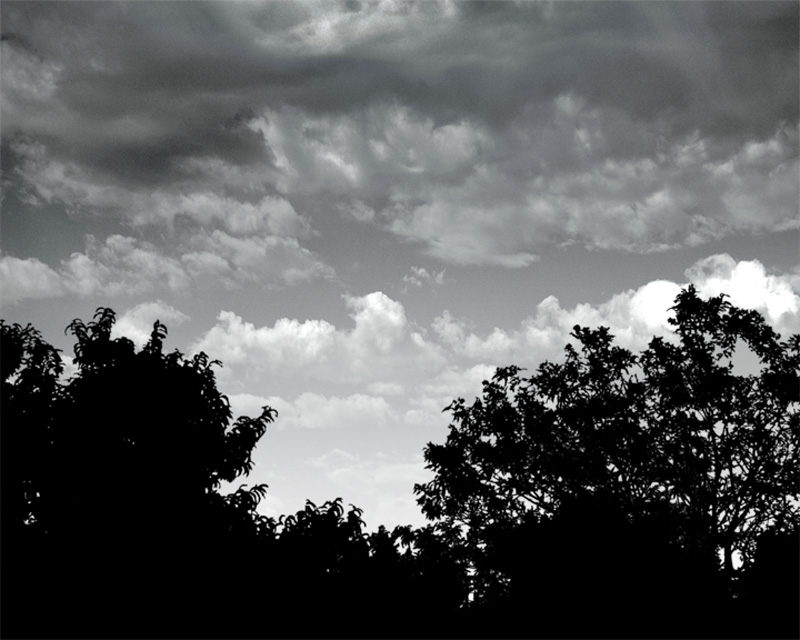 B/W composite image with trees and a sky above