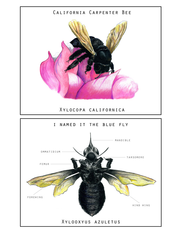 a colored pencil drawing of a bee, both underneath and in it's natural setting