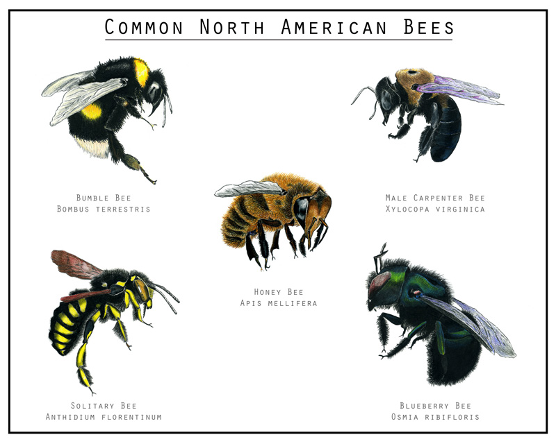 a colored pencil drawing of 5 different types of bees