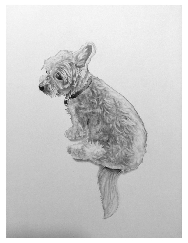 a graphite portrait of a dog