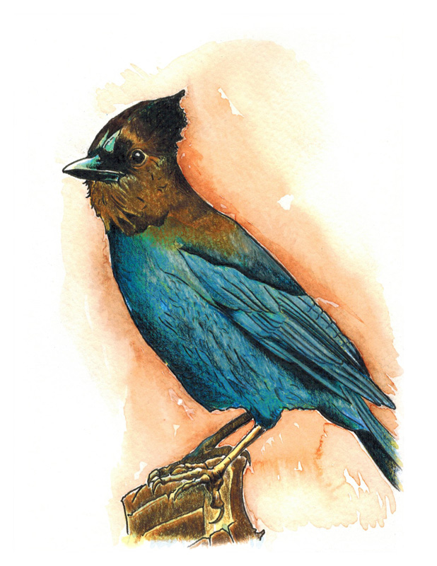 A watercolor painting of a Steller's Jay.