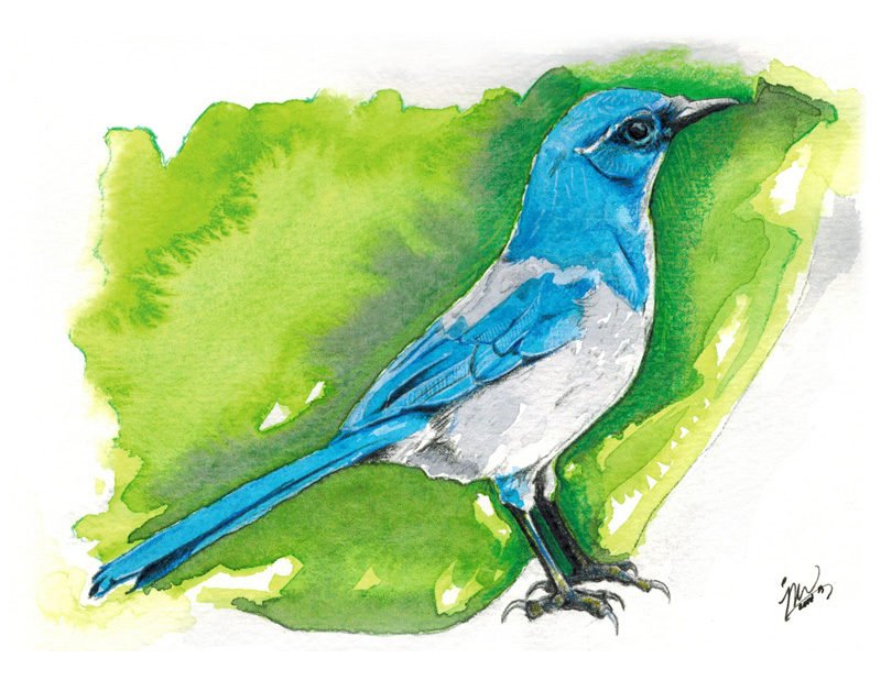 Watercolor painting of a Western Scrub Jay